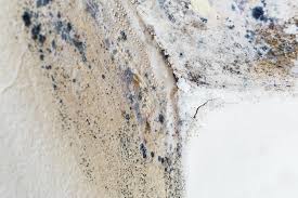 Why You Should Choose Our Mold Remediation Services in Rockville, MN